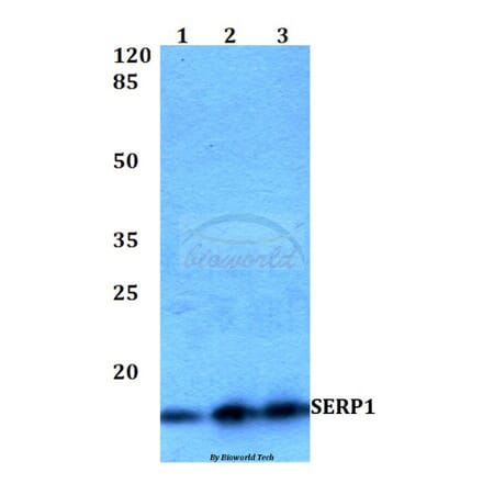 Anti-SERP1 Antibody from Bioworld Technology (BS60237) - Antibodies.com