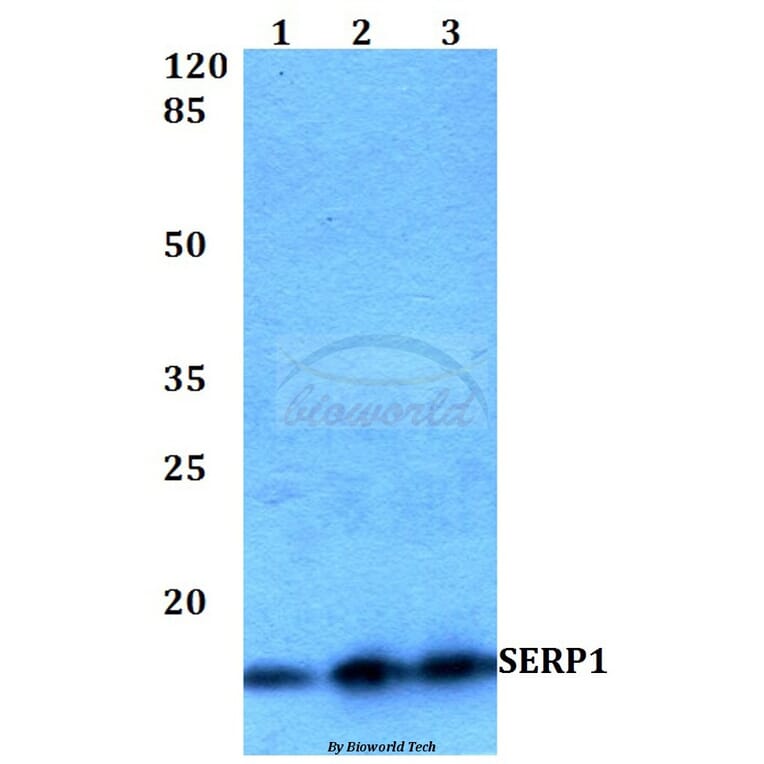 Anti-SERP1 Antibody from Bioworld Technology (BS60237) - Antibodies.com