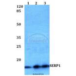 Anti-SERP1 Antibody from Bioworld Technology (BS60237) - Antibodies.com
