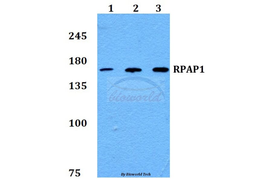Anti-RPAP1 Antibody from Bioworld Technology (BS60238) - Antibodies.com