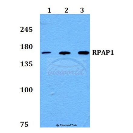 Anti-RPAP1 Antibody from Bioworld Technology (BS60238) - Antibodies.com