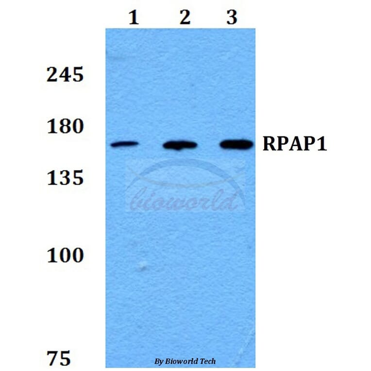 Anti-RPAP1 Antibody from Bioworld Technology (BS60238) - Antibodies.com