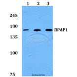 Anti-RPAP1 Antibody from Bioworld Technology (BS60238) - Antibodies.com