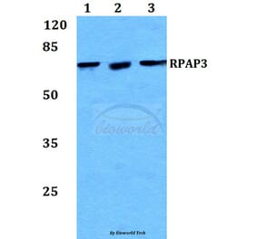 Anti-RPAP3 Antibody from Bioworld Technology (BS60239) - Antibodies.com