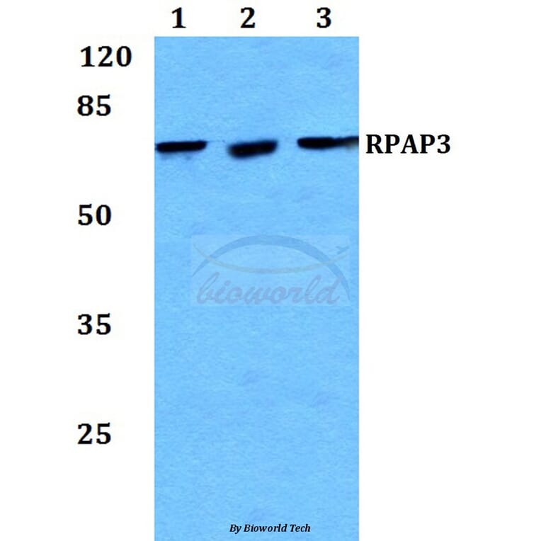 Anti-RPAP3 Antibody from Bioworld Technology (BS60239) - Antibodies.com