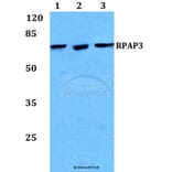 Anti-RPAP3 Antibody from Bioworld Technology (BS60239) - Antibodies.com