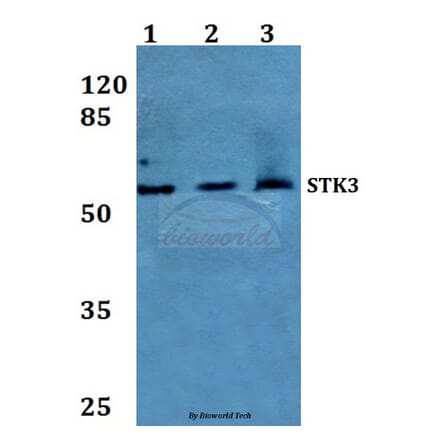 Anti-STK3 Antibody from Bioworld Technology (BS60241) - Antibodies.com