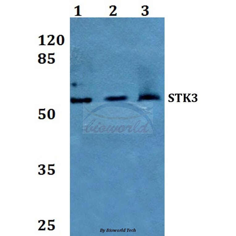 Anti-STK3 Antibody from Bioworld Technology (BS60241) - Antibodies.com