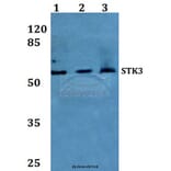 Anti-STK3 Antibody from Bioworld Technology (BS60241) - Antibodies.com