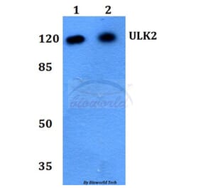 Anti-ULK2 Antibody from Bioworld Technology (BS60244) - Antibodies.com