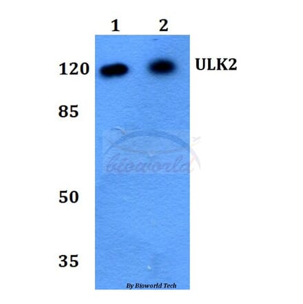 Anti-ULK2 Antibody from Bioworld Technology (BS60244) - Antibodies.com
