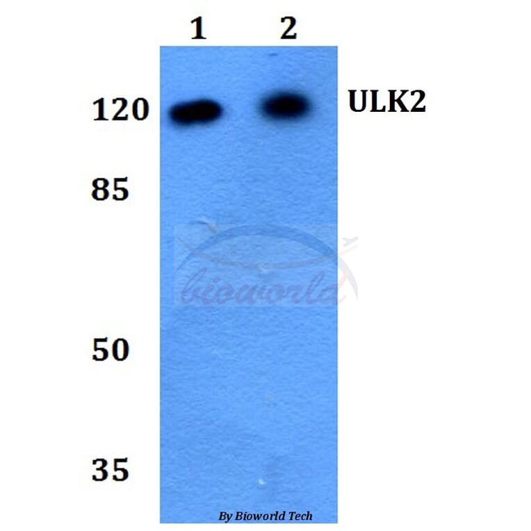 Anti-ULK2 Antibody from Bioworld Technology (BS60244) - Antibodies.com