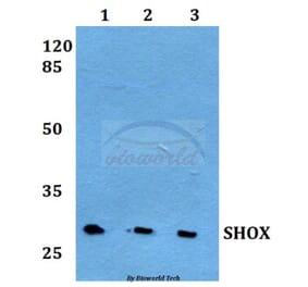 Anti-SHOX Antibody from Bioworld Technology (BS60246) - Antibodies.com