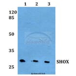 Anti-SHOX Antibody from Bioworld Technology (BS60246) - Antibodies.com