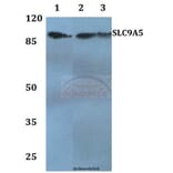 Anti-SLC9A5 Antibody from Bioworld Technology (BS60250) - Antibodies.com