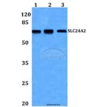 Anti-SLC24A2 Antibody from Bioworld Technology (BS60252) - Antibodies.com