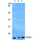 Anti-FXYD2 Antibody from Bioworld Technology (BS60253) - Antibodies.com