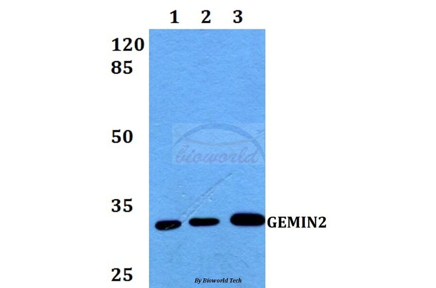 Anti-GEMIN2 Antibody from Bioworld Technology (BS60255) - Antibodies.com
