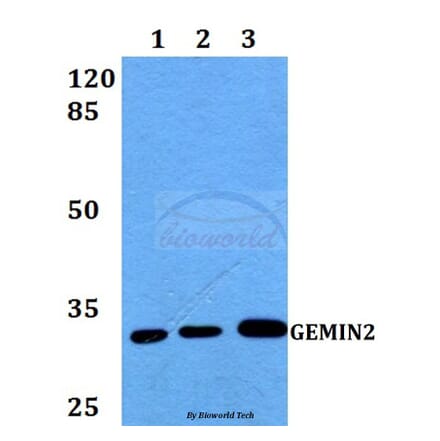 Anti-GEMIN2 Antibody from Bioworld Technology (BS60255) - Antibodies.com
