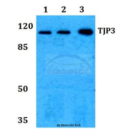 Anti-TJP3 Antibody from Bioworld Technology (BS60256) - Antibodies.com