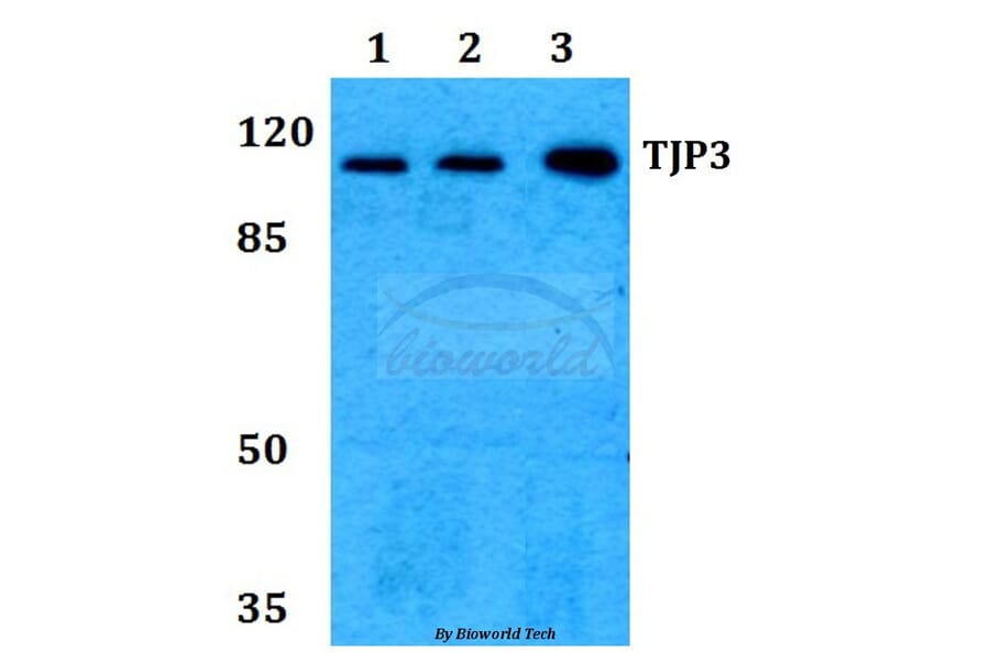 Anti-TJP3 Antibody from Bioworld Technology (BS60256) - Antibodies.com
