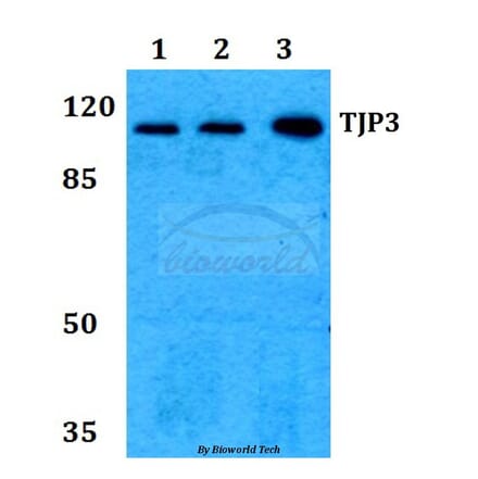 Anti-TJP3 Antibody from Bioworld Technology (BS60256) - Antibodies.com