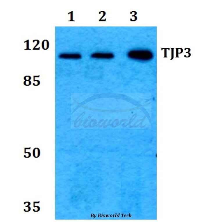 Anti-TJP3 Antibody from Bioworld Technology (BS60256) - Antibodies.com