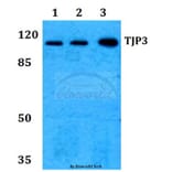 Anti-TJP3 Antibody from Bioworld Technology (BS60256) - Antibodies.com