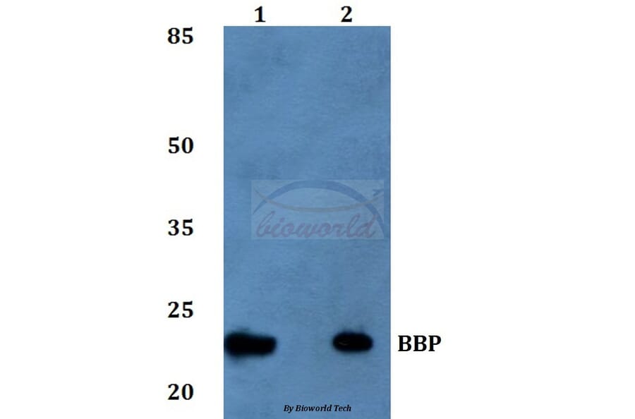 Anti-BBP Antibody from Bioworld Technology (BS60257) - Antibodies.com