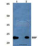 Anti-BBP Antibody from Bioworld Technology (BS60257) - Antibodies.com
