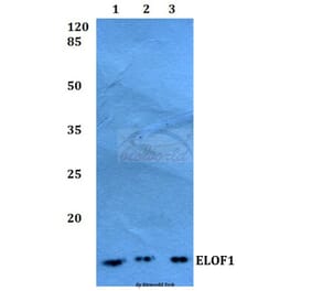 Anti-ELOF1 Antibody from Bioworld Technology (BS60258) - Antibodies.com