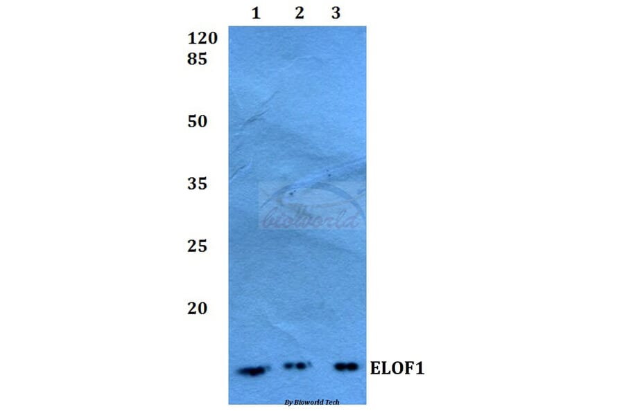 Anti-ELOF1 Antibody from Bioworld Technology (BS60258) - Antibodies.com