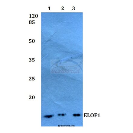 Anti-ELOF1 Antibody from Bioworld Technology (BS60258) - Antibodies.com