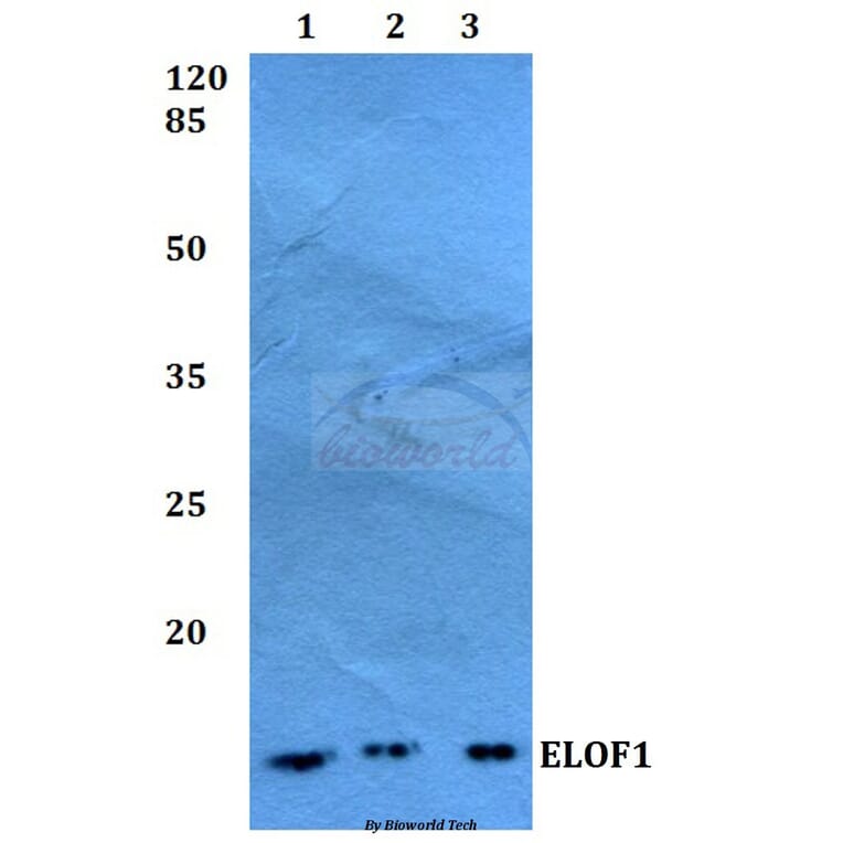 Anti-ELOF1 Antibody from Bioworld Technology (BS60258) - Antibodies.com