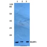 Anti-ELOF1 Antibody from Bioworld Technology (BS60258) - Antibodies.com
