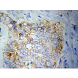 Anti-Cytokeratin 20 Antibody from Bioworld Technology (BS6026) - Antibodies.com