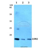 Anti-LSM2 Antibody from Bioworld Technology (BS60261) - Antibodies.com