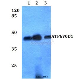 Anti-ATP6V0D1 Antibody from Bioworld Technology (BS60264) - Antibodies.com