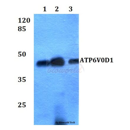 Anti-ATP6V0D1 Antibody from Bioworld Technology (BS60264) - Antibodies.com