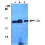 Anti-ATP6V0D1 Antibody from Bioworld Technology (BS60264) - Antibodies.com