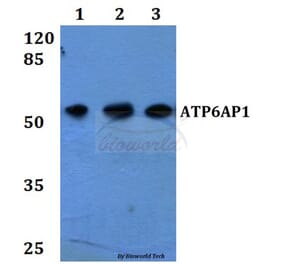 Anti-ATP6AP1 Antibody from Bioworld Technology (BS60265) - Antibodies.com