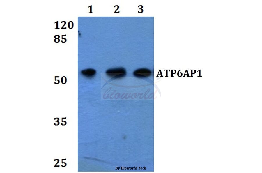 Anti-ATP6AP1 Antibody from Bioworld Technology (BS60265) - Antibodies.com
