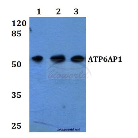 Anti-ATP6AP1 Antibody from Bioworld Technology (BS60265) - Antibodies.com