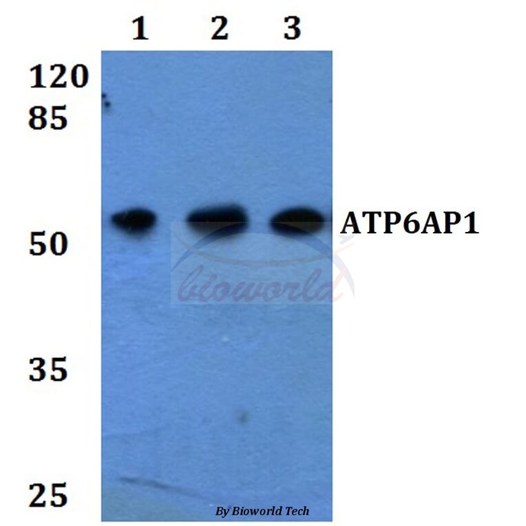 Anti-ATP6AP1 Antibody from Bioworld Technology (BS60265) - Antibodies.com