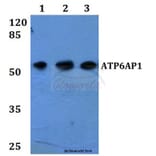 Anti-ATP6AP1 Antibody from Bioworld Technology (BS60265) - Antibodies.com