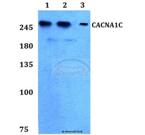 Anti-CACNA1C Antibody from Bioworld Technology (BS60266) - Antibodies.com