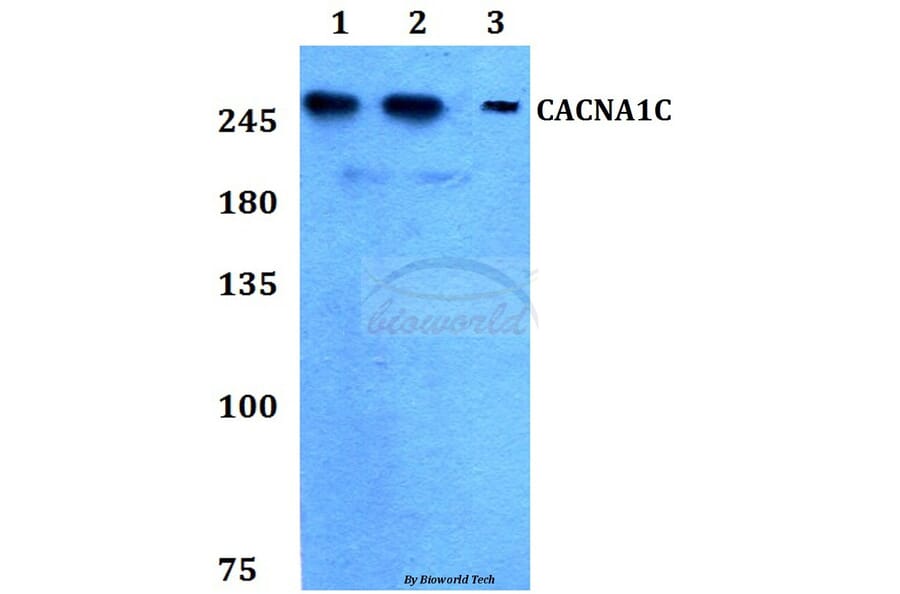 Anti-CACNA1C Antibody from Bioworld Technology (BS60266) - Antibodies.com