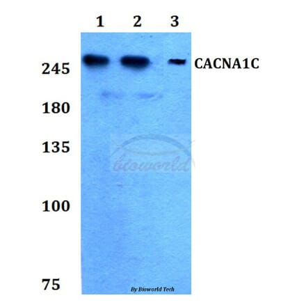 Anti-CACNA1C Antibody from Bioworld Technology (BS60266) - Antibodies.com