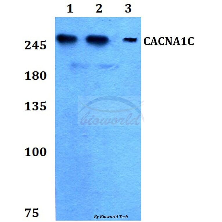 Anti-CACNA1C Antibody from Bioworld Technology (BS60266) - Antibodies.com