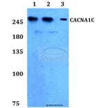 Anti-CACNA1C Antibody from Bioworld Technology (BS60266) - Antibodies.com
